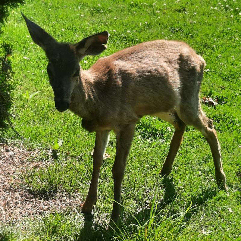 This was how this little deer came to me months ago before getting on this food