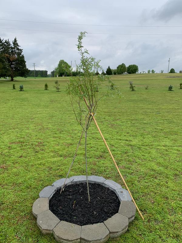 I’m still using the included bamboo staffs to stabilize the tree in my high wind area.