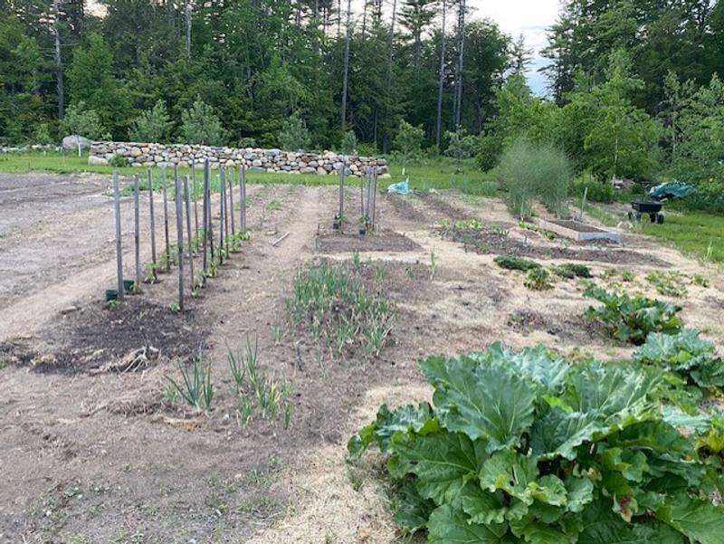 Staked pepper plants