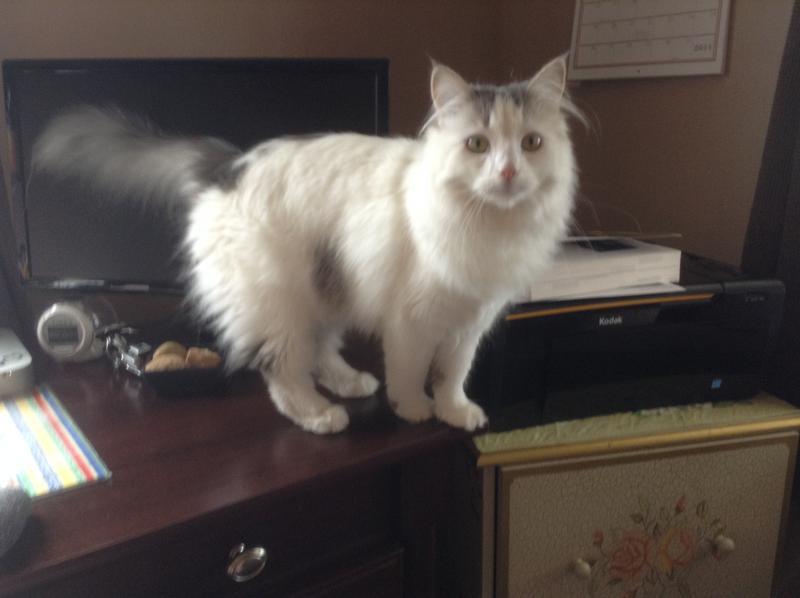 Happy Cat