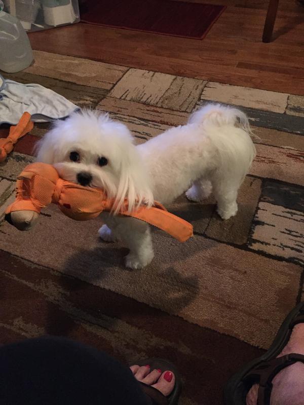 Loves his "BoBo" ...note he has Lil and Big!