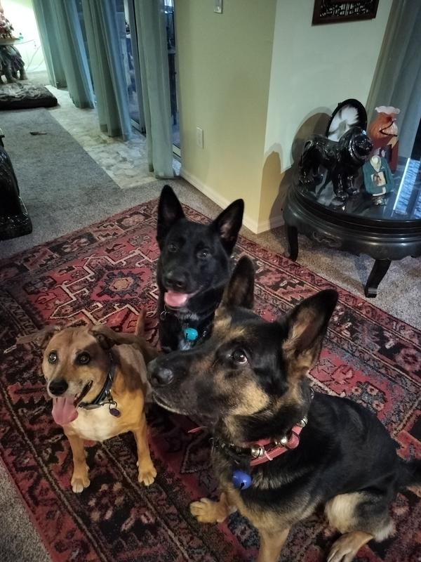 Waiting for their food.