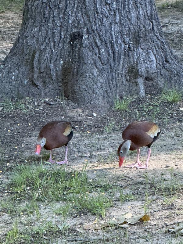 Black belly Whistling Ducks