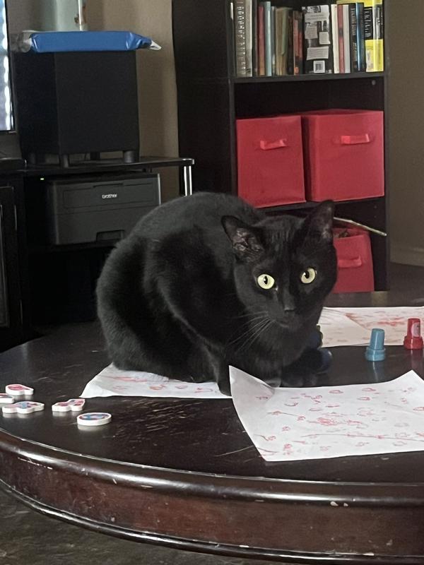 Picture of Binx who reps this collar 24/7