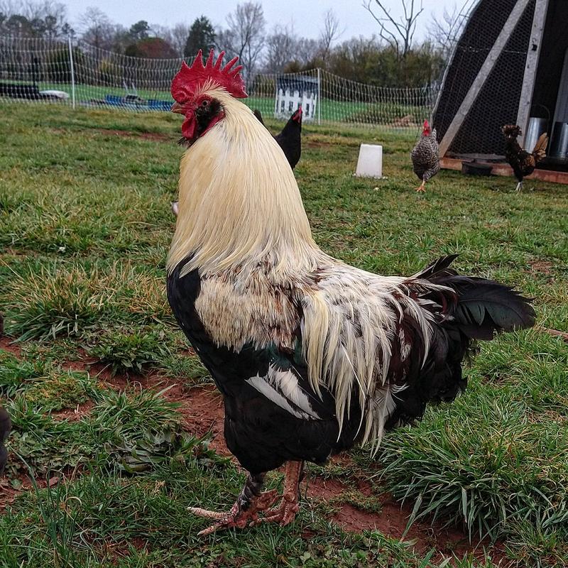 Helps grow beautiful chickens