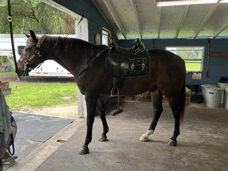 This was after a ride. It slid back but all saddles do on him.