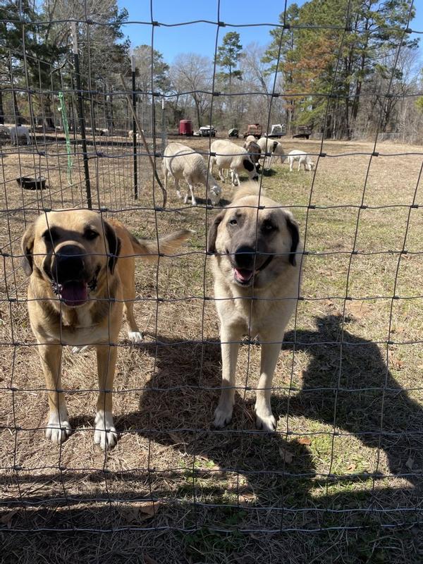 Sentry and Sheba on guard!