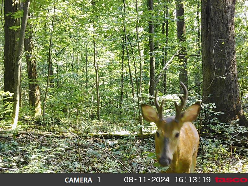 Small buck