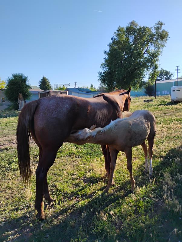 Mare and her foal 2025