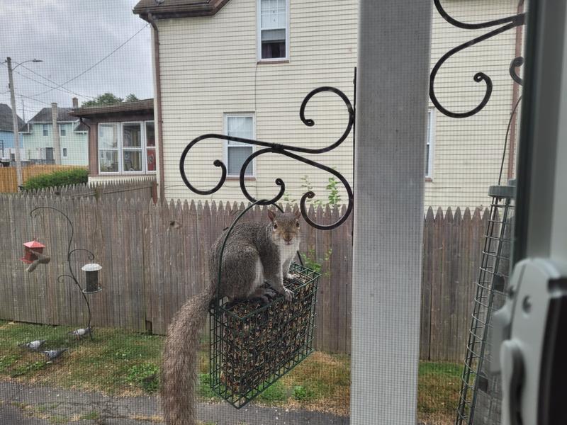My squirrel buddy