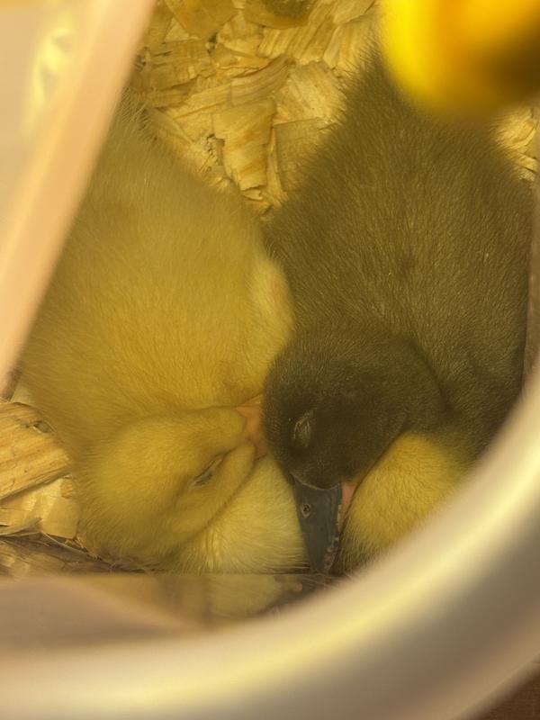 Happy babies sleeping in their warm and dry bedding 🫶