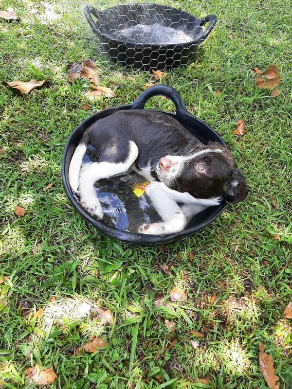 Dog using the goat feed pan, before I get the goats.