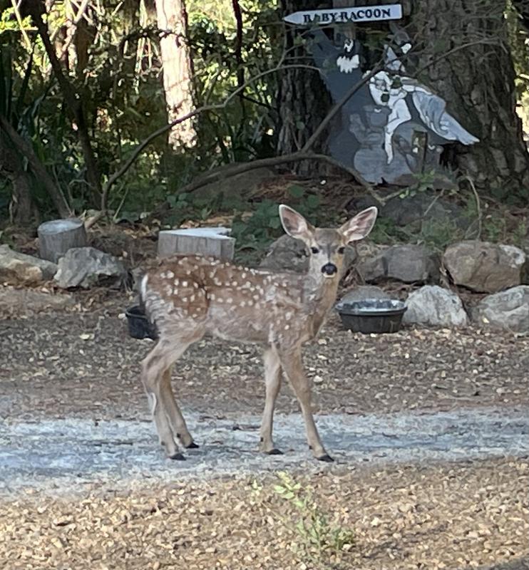 This young fawn and it's sibling was born on our property and has now grown to a good-sized buck.