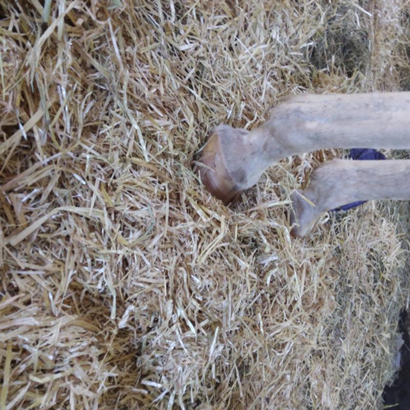 Fresh straw, horse approved.