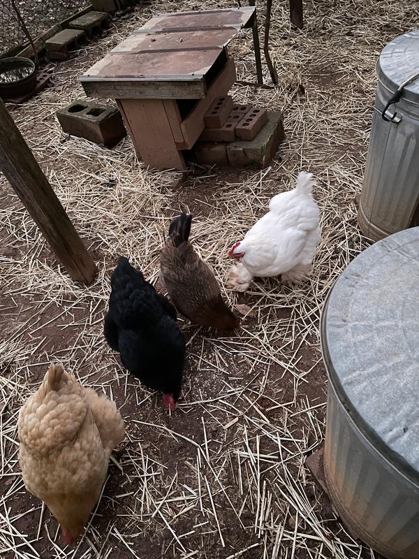 My ladies