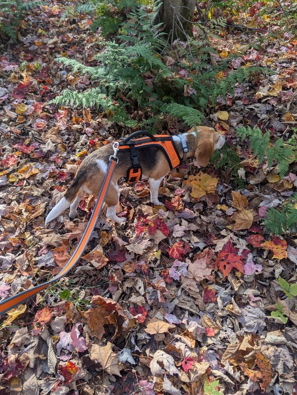 Harness in the woods