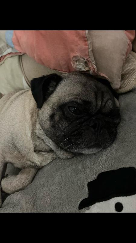 I think this made my tummy upset mama