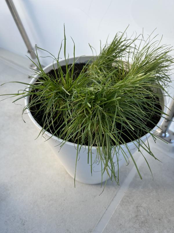 This was first planted.  After 2 weeks they are nearly a foot tall.