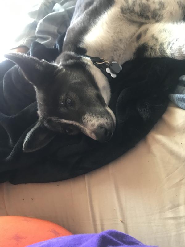 My handsome boy Juice