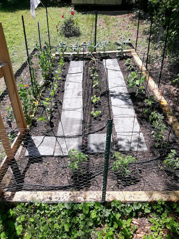 Look close at the soaker hose wound around this way, that way, doubling back around....