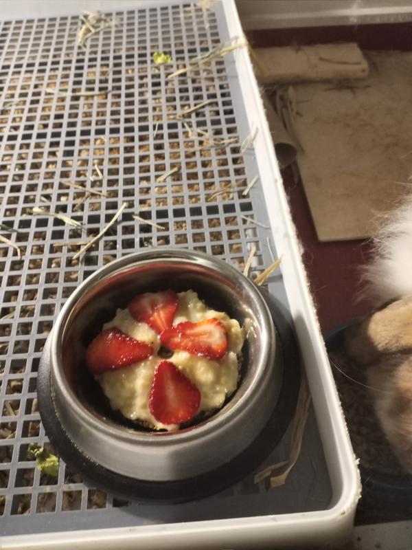 His litter box on his first birthday.