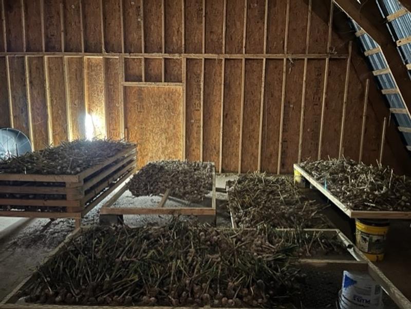 you can see the fan in the upper left part of this photo in our garlic drying room