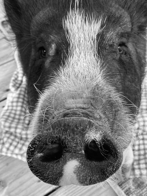 LuLu gives it two snoots up!