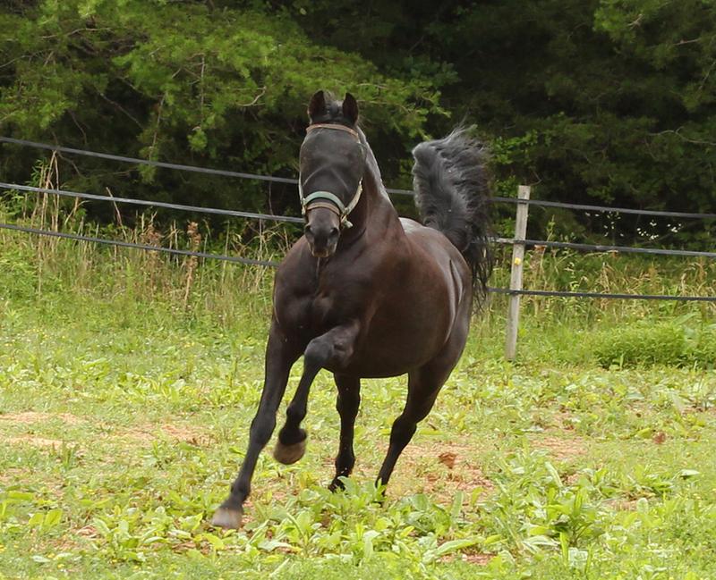 Blade's Opti-Force fly mask