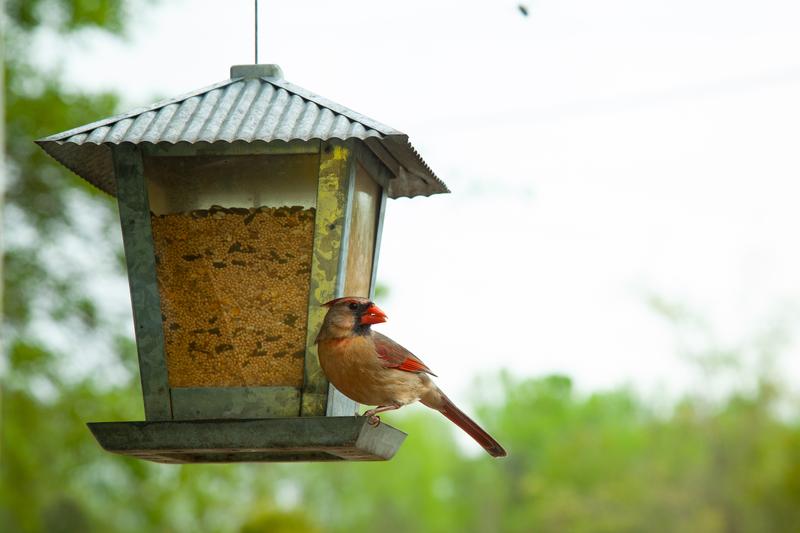Female Cardinal