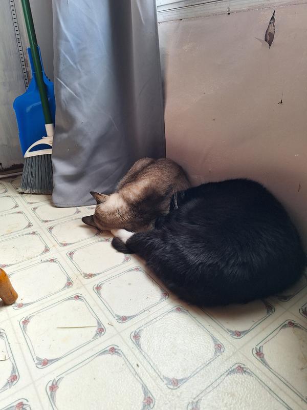 My cats love it