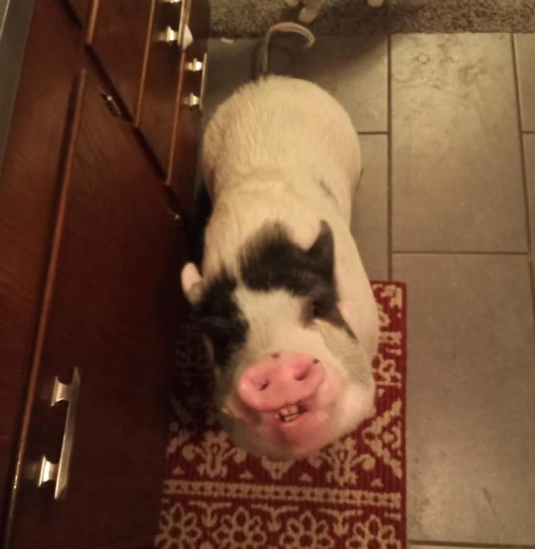 Clinton Matthews Packer the Pig