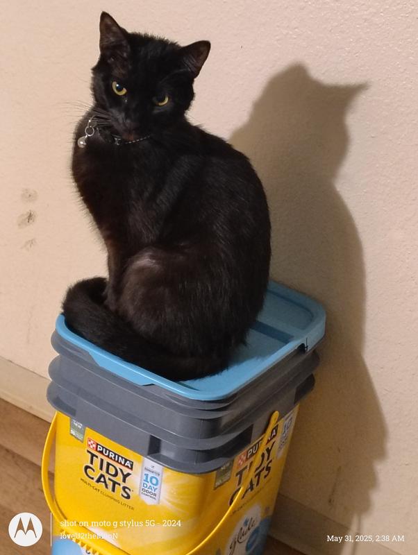My kitty Itty bitty sitting on his litter box letting us all know it's his loll