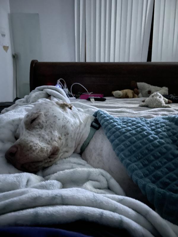 Milo my big spoiled baby