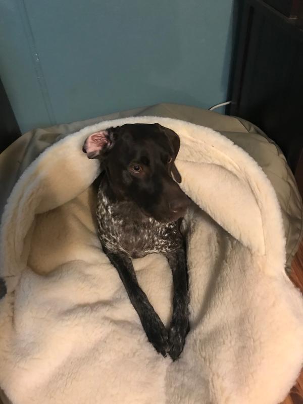 My GSP Briar