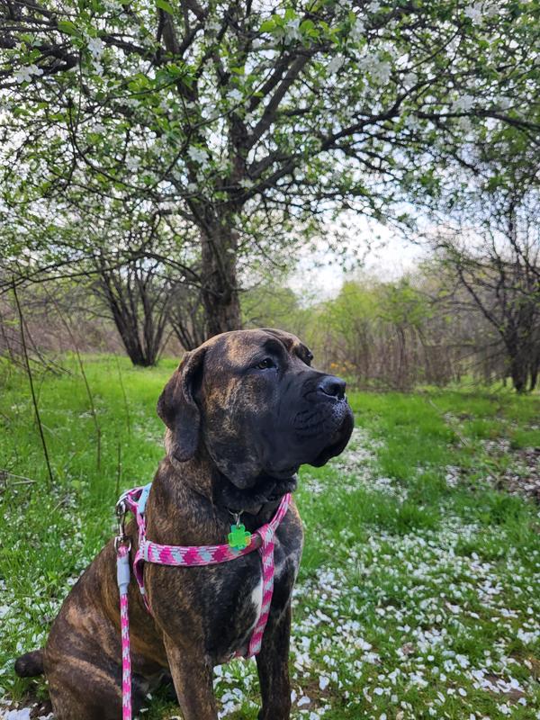 Sasha out and able to enjoy a walk without pain again.