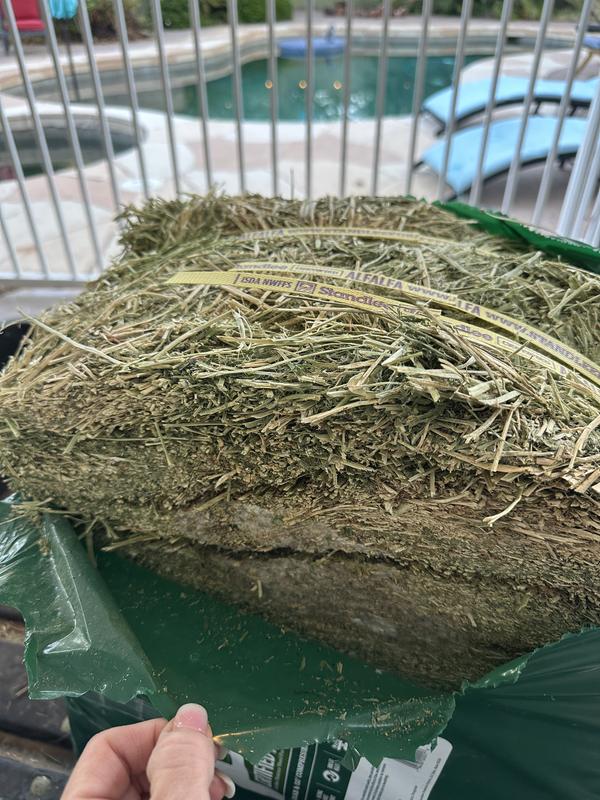 Mold inside the compressed hay bale