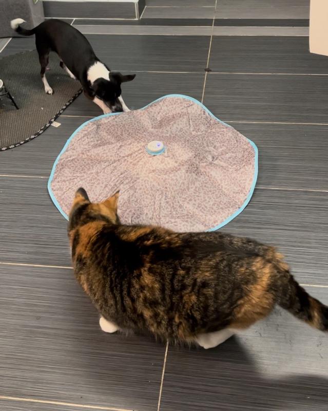 Even the dog gets in on the action!