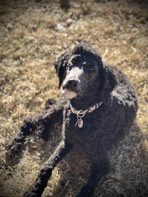 Standard Poodle (photo 1 & 2)