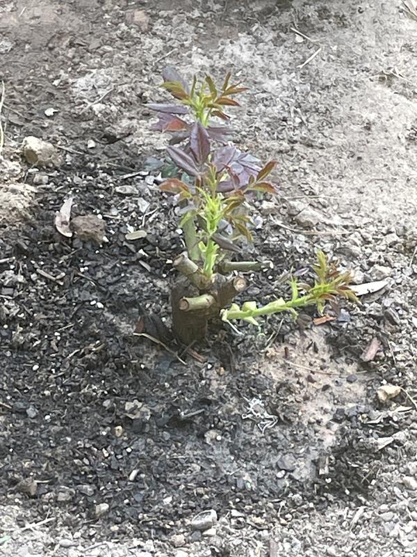 New start for our front entrance!