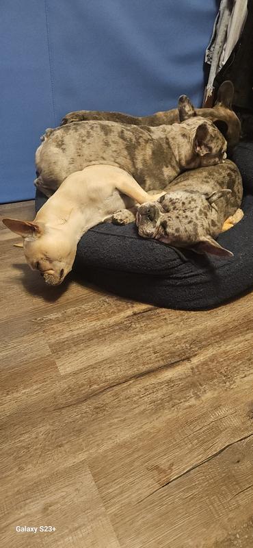 Love their new bed