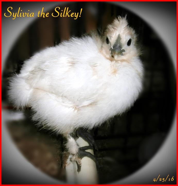 My baby chick being raised on this food soaked