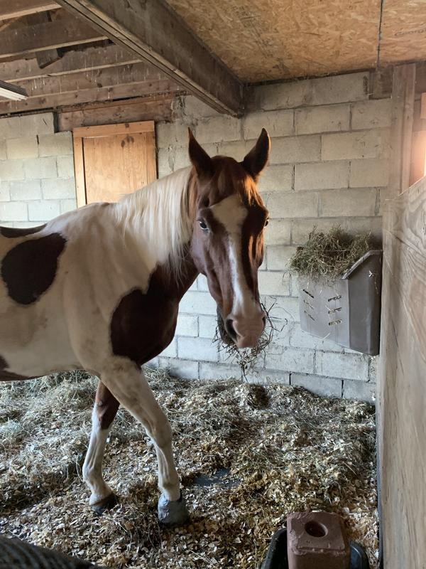 Full size quarter horse