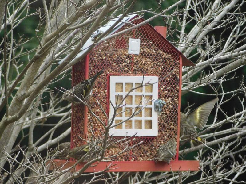 Schoolhouse feeder holds both suet and seed