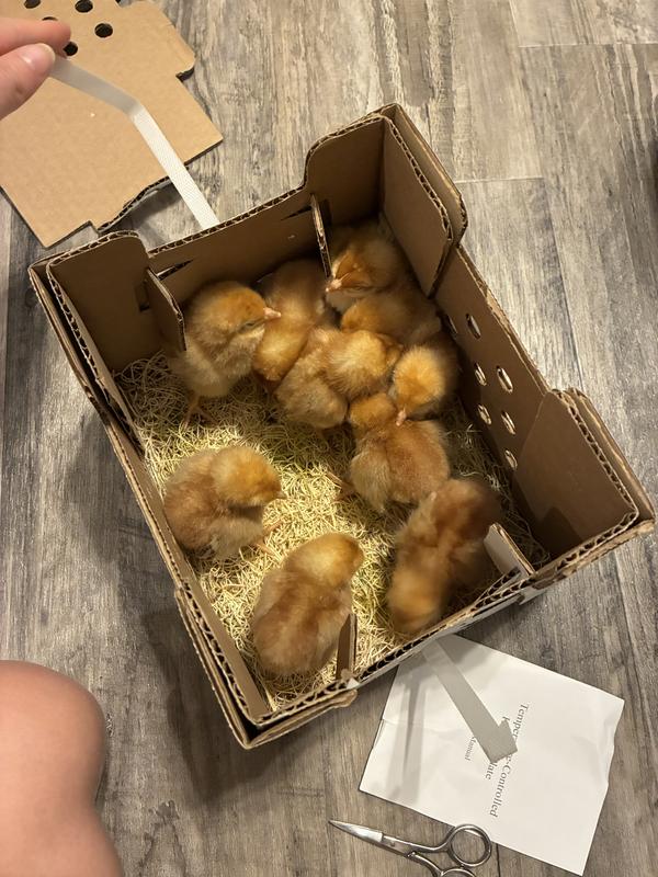Arrival in the box