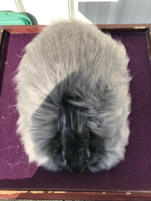 Chicopee, Satin Angora doe on Show Bloom!