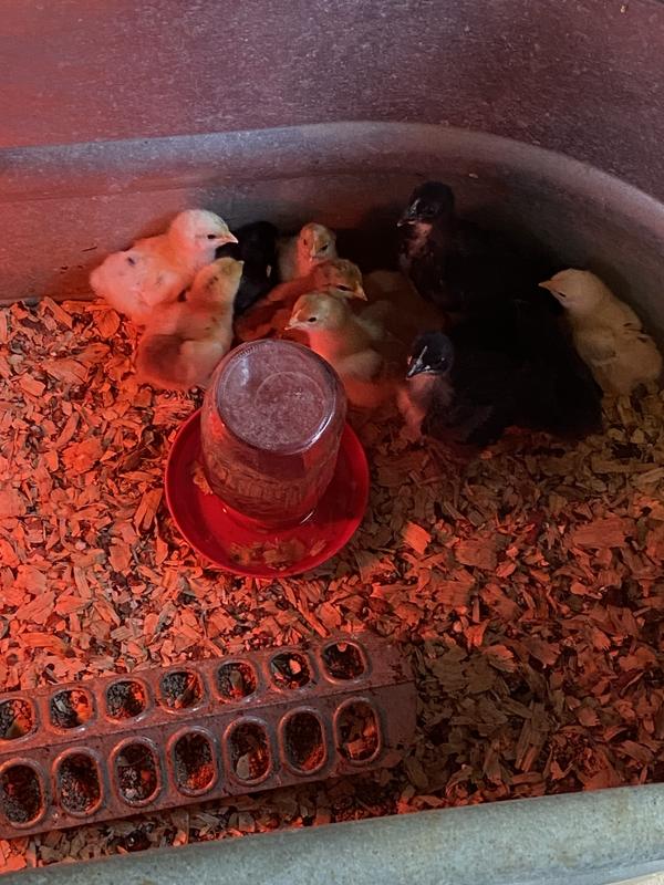 Keeping my birds warm.
