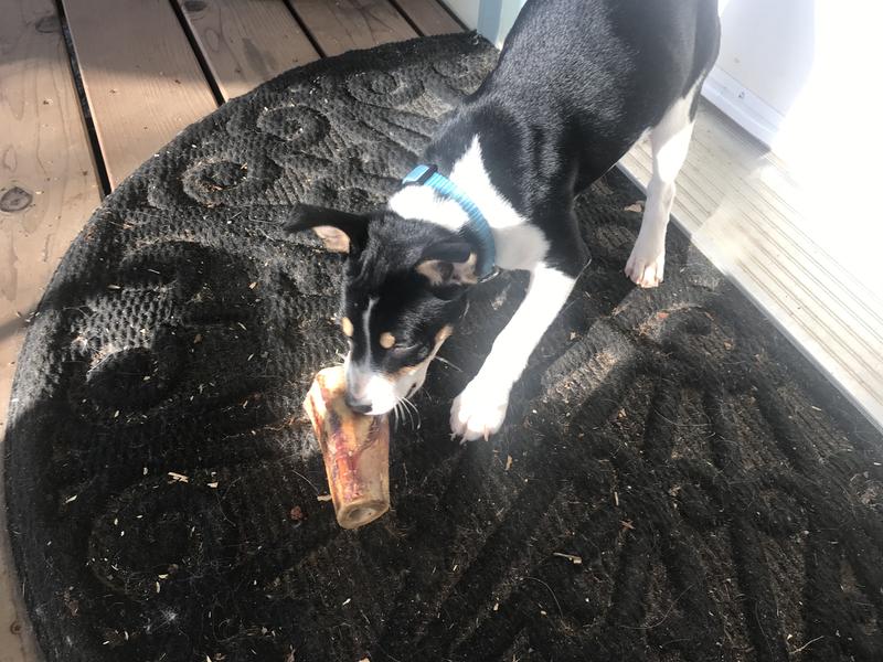Doug and his bone