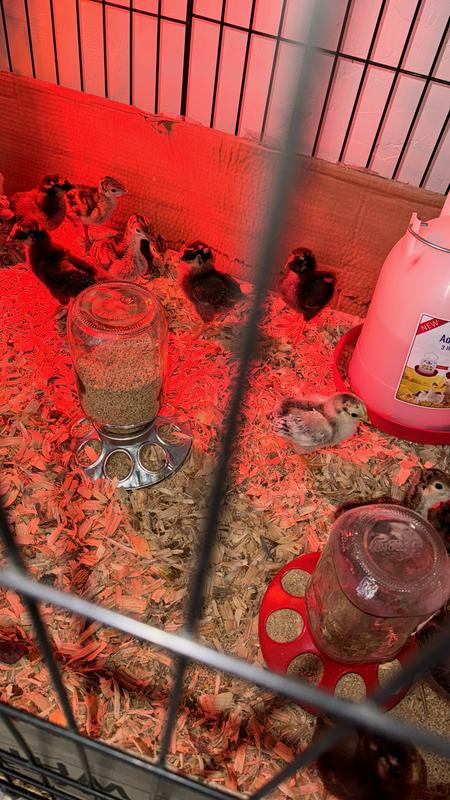 Brooder box