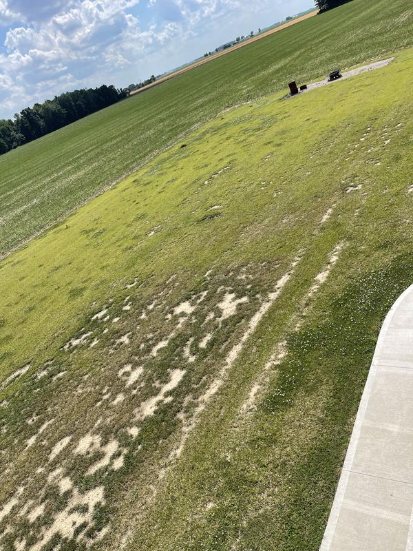 Grass seed terrible blend