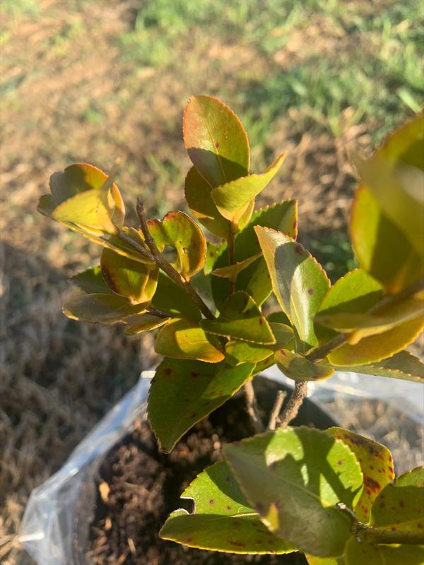 Professor Sargent Camellia Japonica Starter Plant – Ruby Red Blooms – Hope's Garden